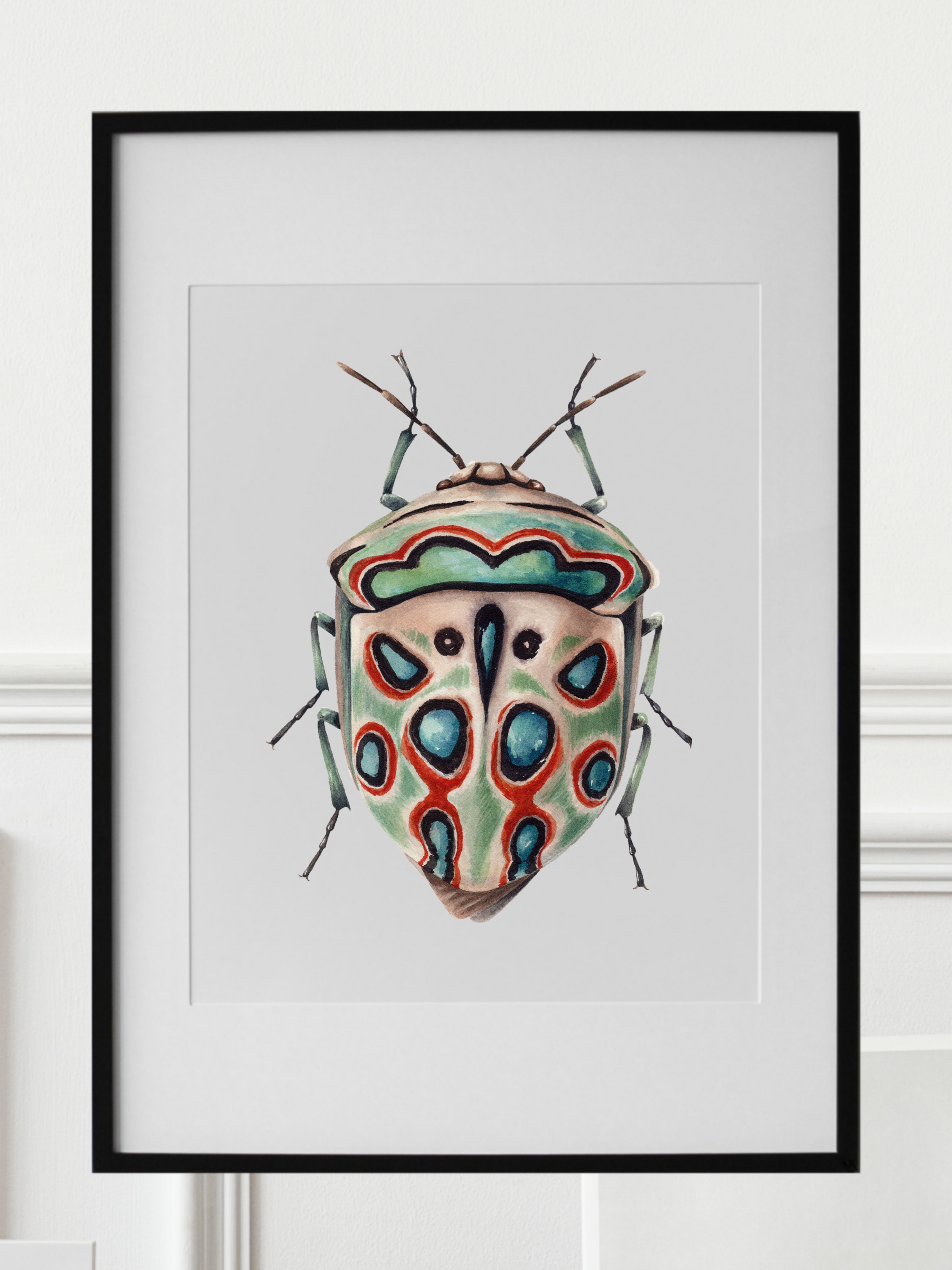 SPHAEROCORIS ANNULUS